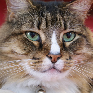 Fundraising Page: Jane Del Re